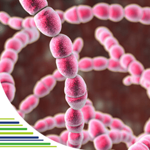 Streptokok – infekcia, príznaky a liečba