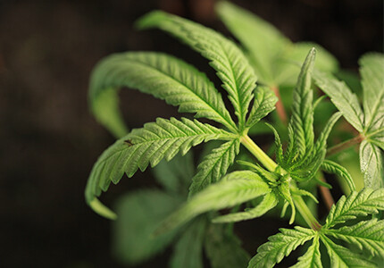 banner_Hypetezin_obrazek_VII_430x300_SK