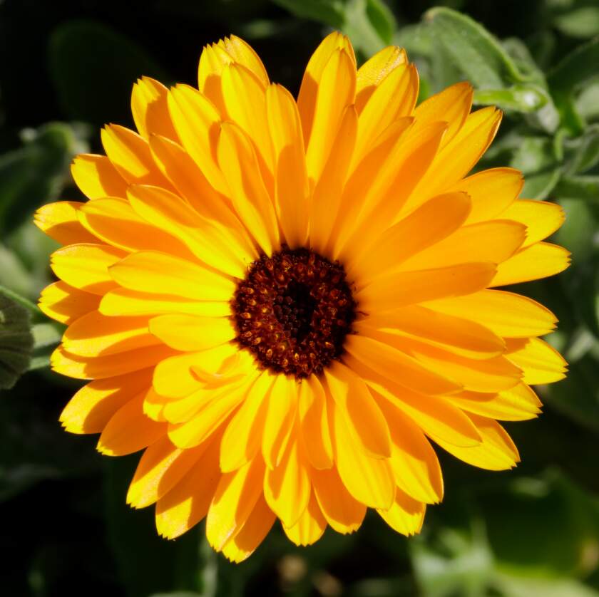 kl_calendula_active-ingredient_field_plant_2019 (43)