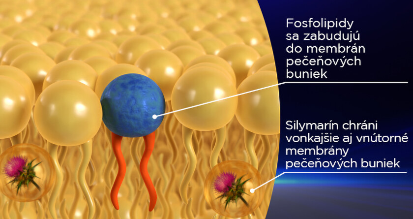 GS Essencia Silymarin BENU
